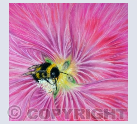 Sweet Hollyhock