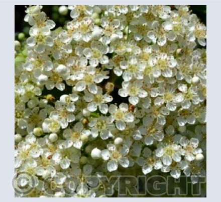 Beauty In Bloom