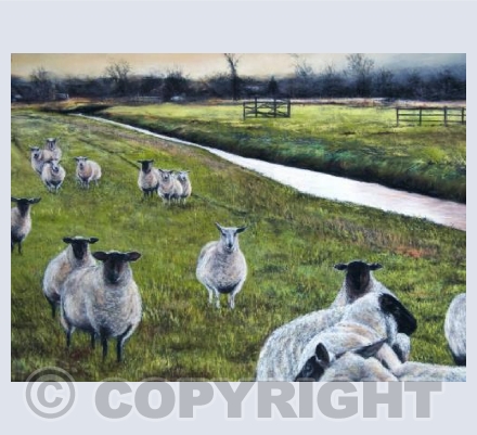 Idyllic Somerset Levels