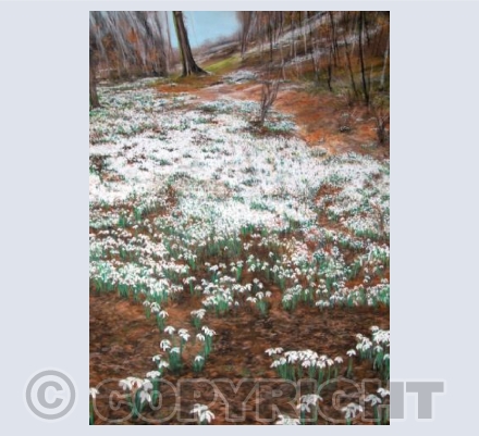 Snowdrops Everywhere