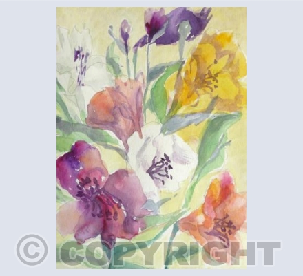 Alstroemeria in Sunshine