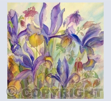 Aquilegia & Irises
