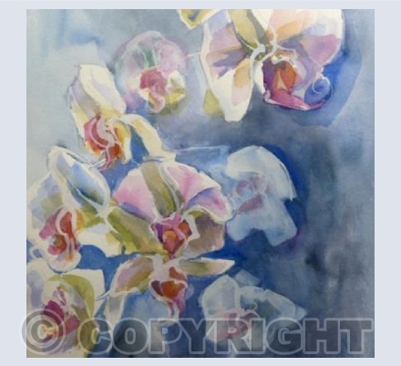 Moth Orchids