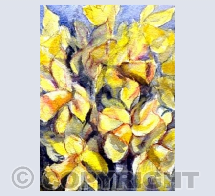 Easter Daffodils