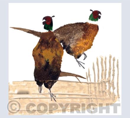 Two Cock Pheasants