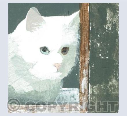 Cat - Bowie