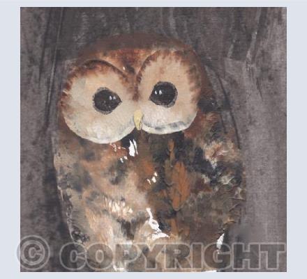 Tawny Owl