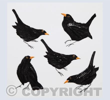 Blackbirds