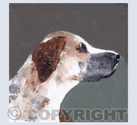 Dog - Humphrey