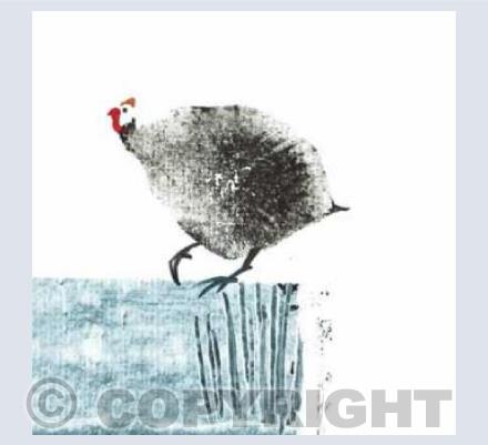 One Guinea Fowl