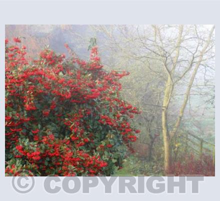 Red Berries