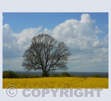 Tree and Yellow Field 1