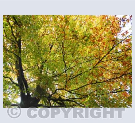Autumnal Burst