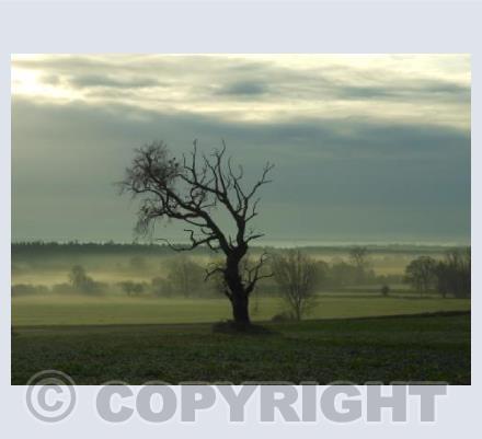 Lone Tree and Mist