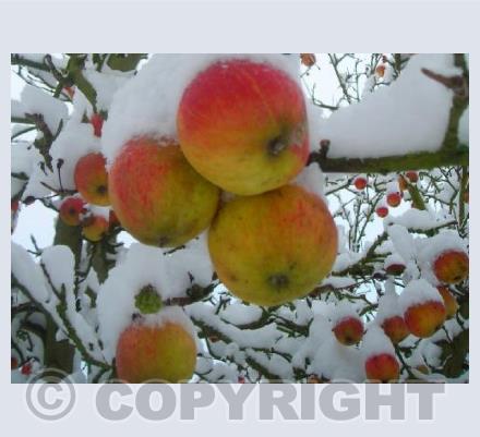 Frozen Apples 1