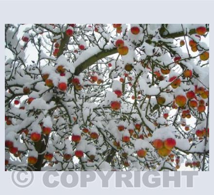 Frozen Apples 2