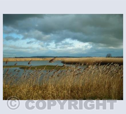 Storm above the Reeds
