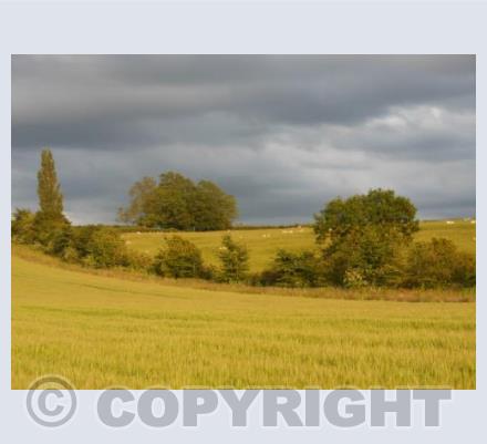 Barley Fields and Sheep