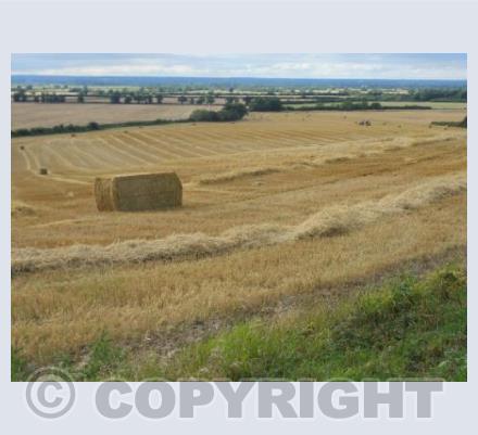 Harvest Time