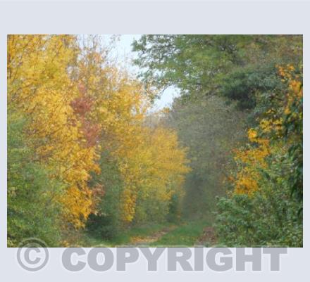 Autumn Mist
