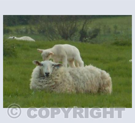 Mother Sheep