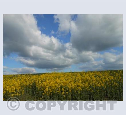 Billowing Clouds