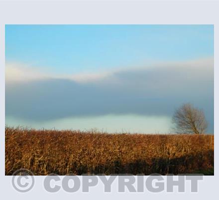Leaning Tree