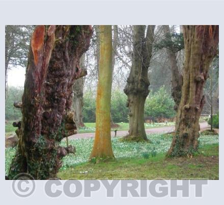 Trunks and Snow Drops