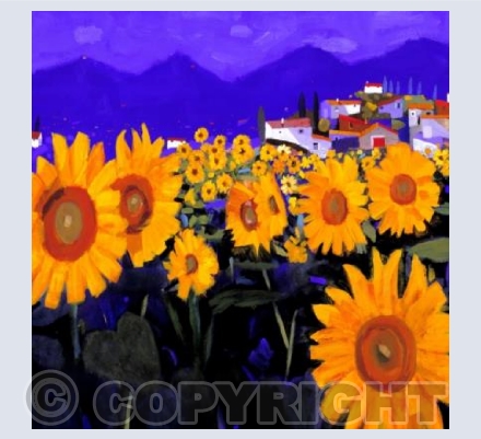 Sunflowers at Calella.Spain