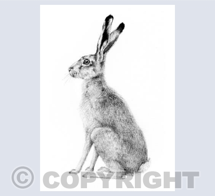 Hare Waiting