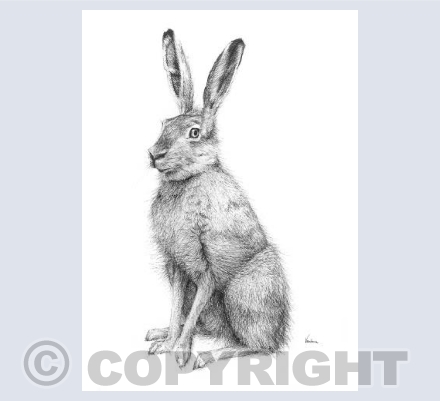 Winter Hare