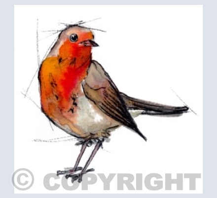 Robin n.3
