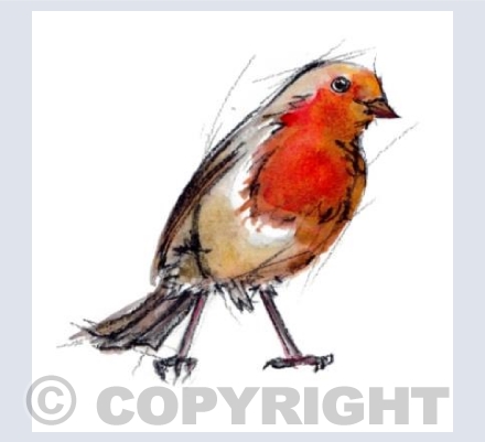 Robin n.4