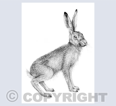 Young hare