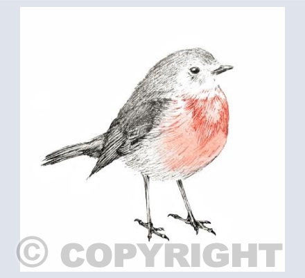 Robin