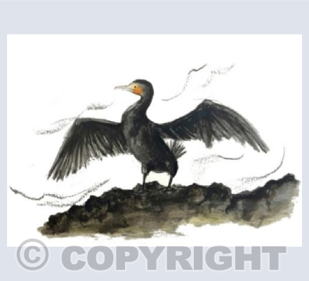 Cormorant's Code