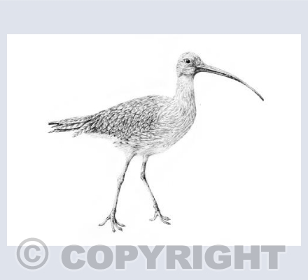 Curlew relaxing