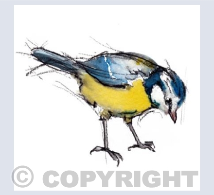 Blue tit II