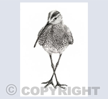 Curlew