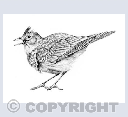 Skylark