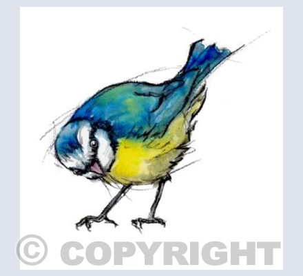 Blue tit III