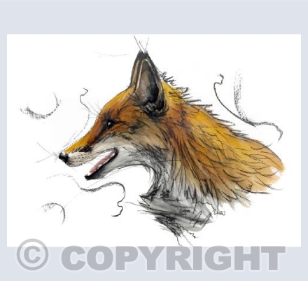 The Lady Fox