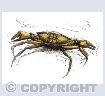 Feisty Crustacean