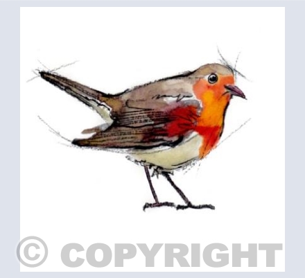 Robin n.2