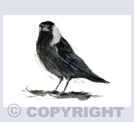 Jackdaw