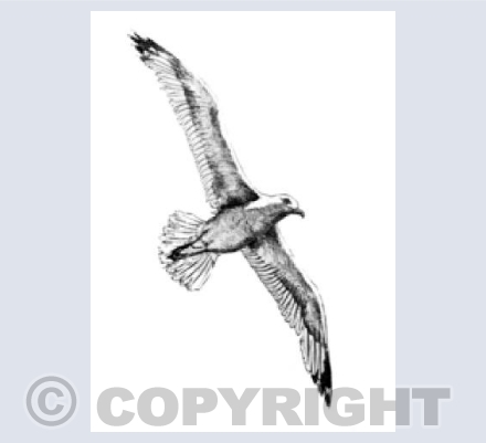 Seagull