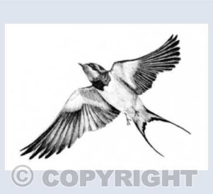 Swallow