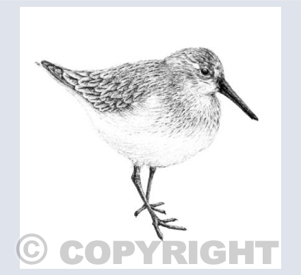 Sanderling