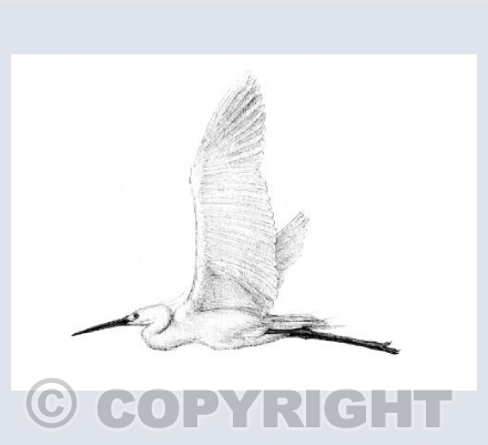 Egret in flight