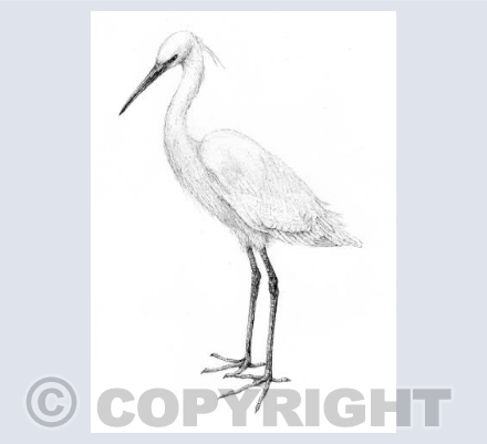 Egret